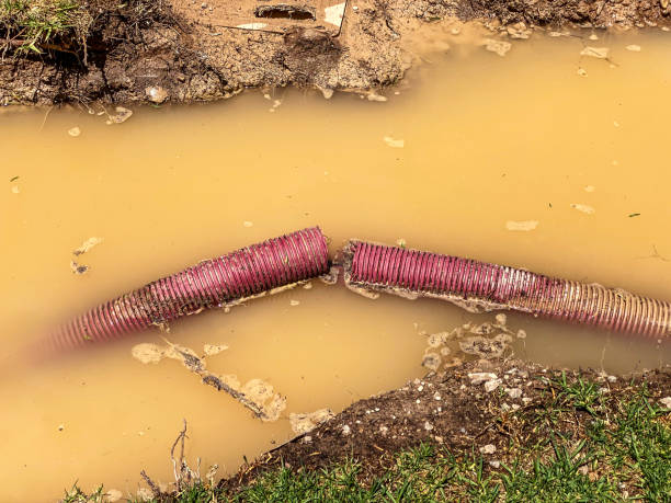 Best Water damage cleanup near me  in Pine Bluffs, WY